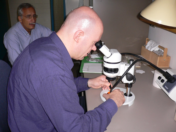 Colmena de abejas en ámbar, Dr. Bechly, Stuttgart